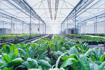 greenhouse